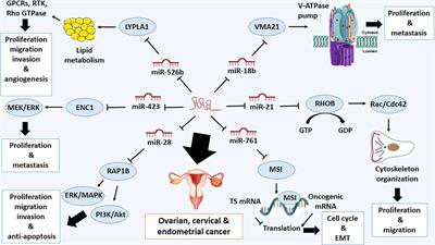 A comprehensive review on lncRNA LOXL1-AS1: molecular mechanistic pathways of lncRNA LOXL1-AS1 in tumorigenicity of cancer cells